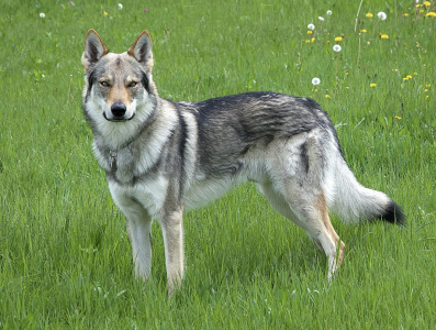 Athanòr Lupus Q'No Quarter