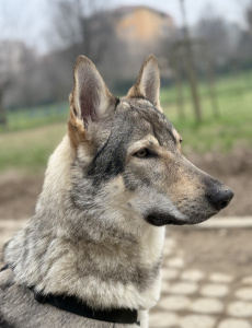 Athanòr Lupus Royksopp