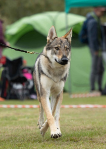 Ithariel Chasing Glory