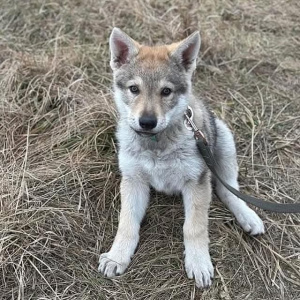 Amberwolfroyalty Firefly