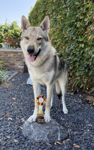 Drake Lupus von den Ruhrpottwölfen