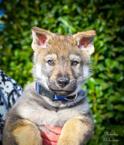 Caspian Vlci Novohradu