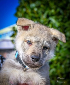 Conte Vlci Novohradu