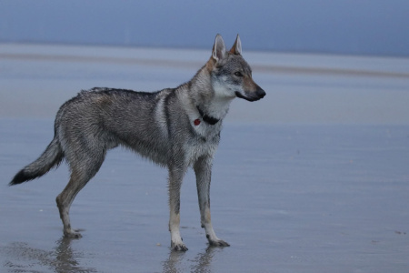 Calixtus Malá Bosorka
