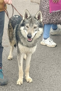 Bax II spod Ďumbiera