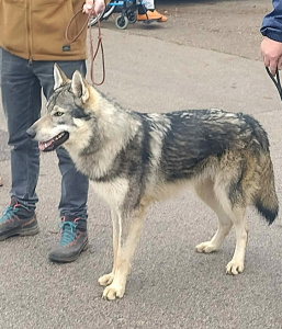 Bax II spod Ďumbiera