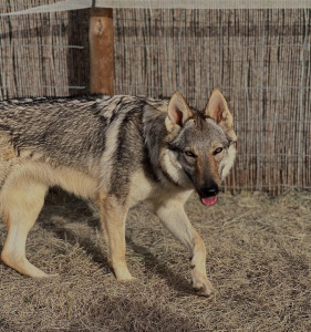 Amèlia Llops de les Gavarres
