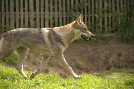 Kamennaya gora Yanini