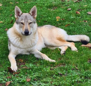 Ace du Domaine de Ragnarok