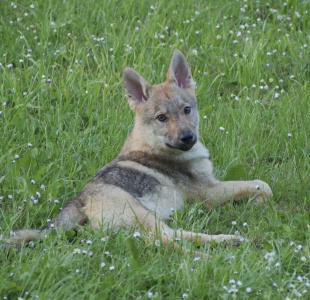 Arcane du Domaine de Ragnarok