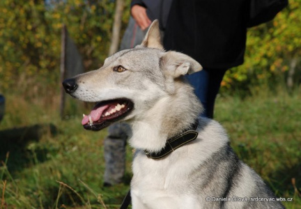 Aine Kaia Srdcerváč