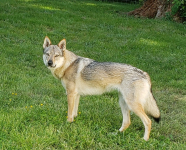Bergsra Wolf Rebel Soul