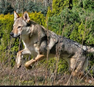 Bergsra Wolf Rebel Soul