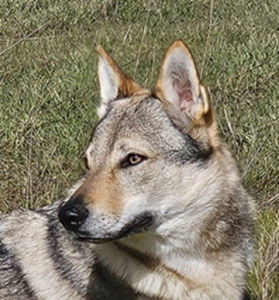 Bergsra Wolf Rebel Soul