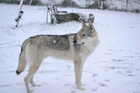 Gandalf Il Grigio Casa di Arcibaldo