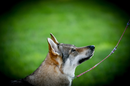Heith Shadow of the Phoenix