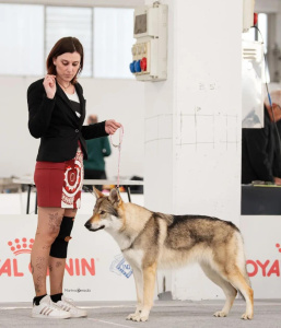 Heith Shadow of the Phoenix