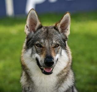 Heith Shadow of the Phoenix