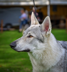 Carlos Wolf Valley