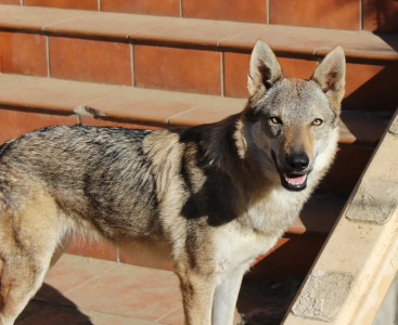 Lobos de la Fuensanta Sharon Stone