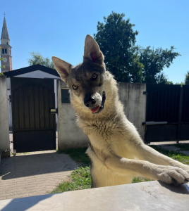 Romantic Nebula della Favola del Lupo