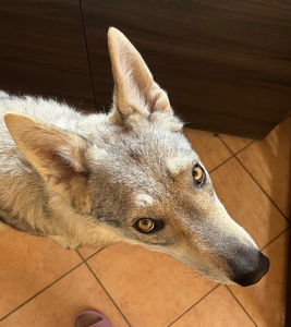 Romantic Nebula della Favola del Lupo