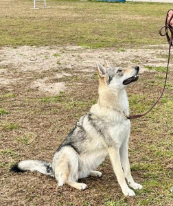 Romantic Nebula della Favola del Lupo