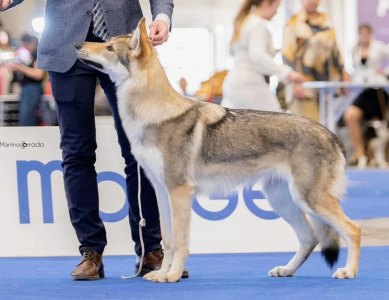 Butterfly Per Aspera Ad Astra