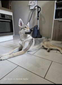 Astree des Terres du Nord de Sanka