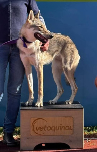 Arya Wataha z Kalinowic