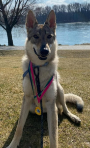 Unyka z Blatnických vinic