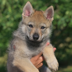 Loyal Lupus Gytha Ruby