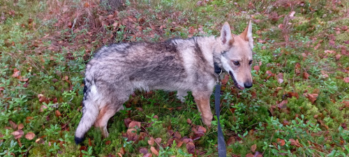 Cora Wolf'S Estate Wolf's Estate