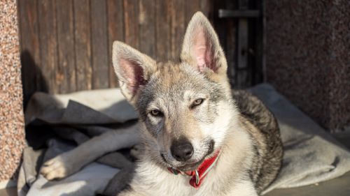 Xena Cor Lupus Ardor