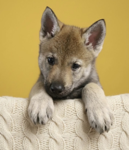 Haggard Toski von Isegrims Erben 