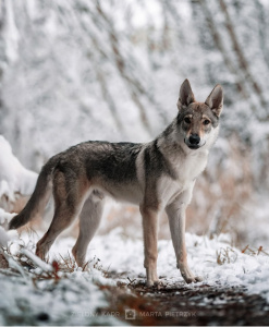 Branibor Raspberry Wolf