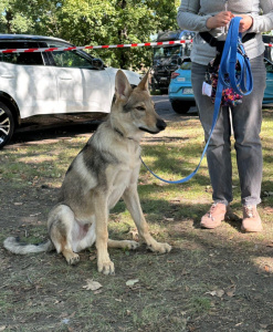 Bogured Raspberry Wolf