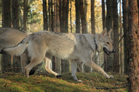 Baba Jaga Raspberry Wolf