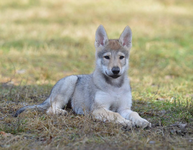 Amberwolfroyalty Hira Oriana