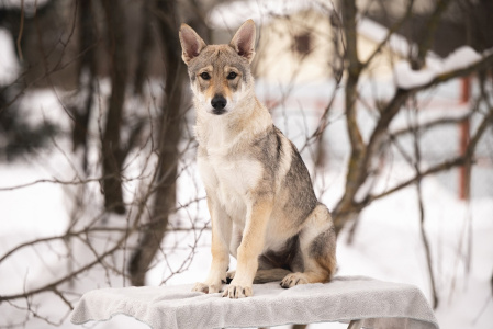 Pokoritel Zari Tomiris Yatto