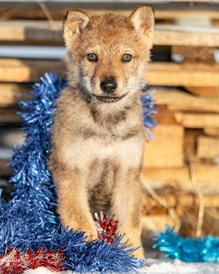 RomTat Farm Shcherbet