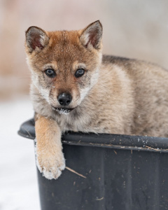 RomTat Farm Shchedra