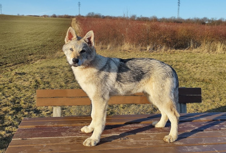 Queen of Halloween z Molu Es