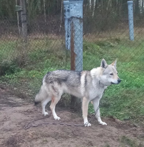 Zhak Blagodatnii krai