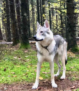 Zhan Blagodatnii krai