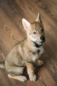 Severnaya Sonata Odin Warrior