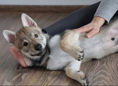 Severnaya Sonata Odin Warrior