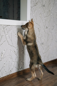 Severnaya Sonata Odin Warrior