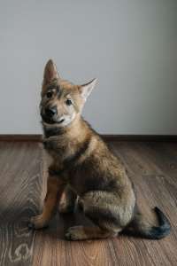 Severnaya Sonata Oktaviya Fjord