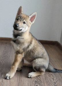 Severnaya Sonata Oktaviya Fjord